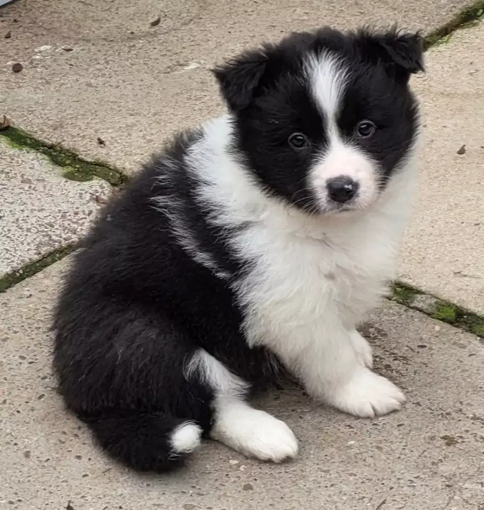 BORDER COLLIE PUPPY