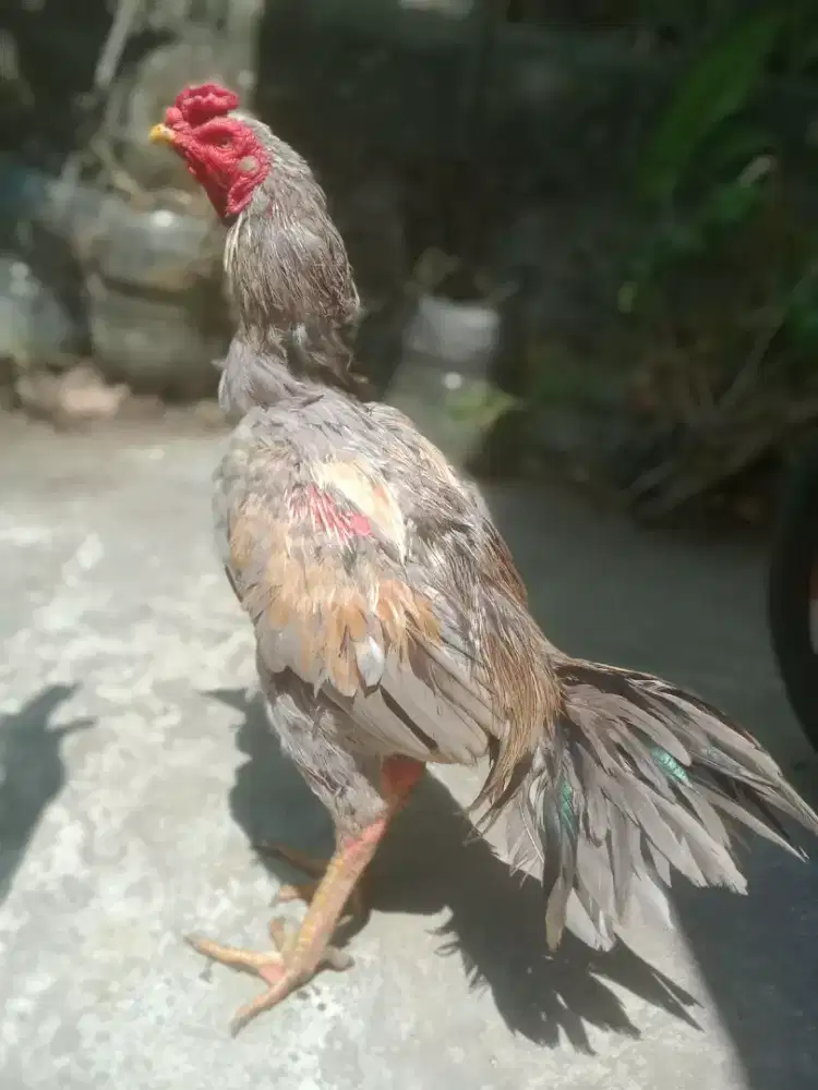 Ayam aseel pakhoy bulbi mantap win 2 x   mantap