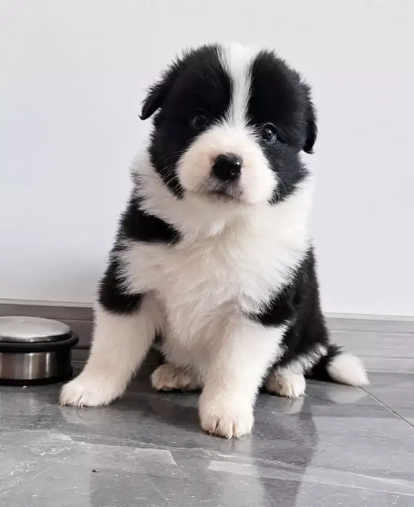 BORDER COLLIE LUCU