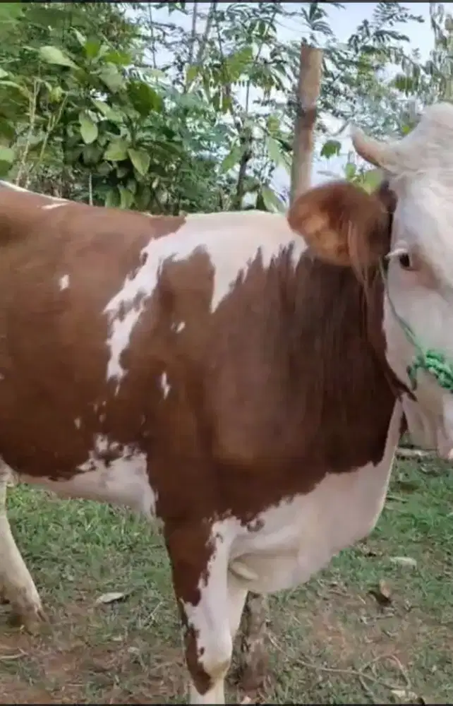 Siapa tau ada yang minat sapi dara nya