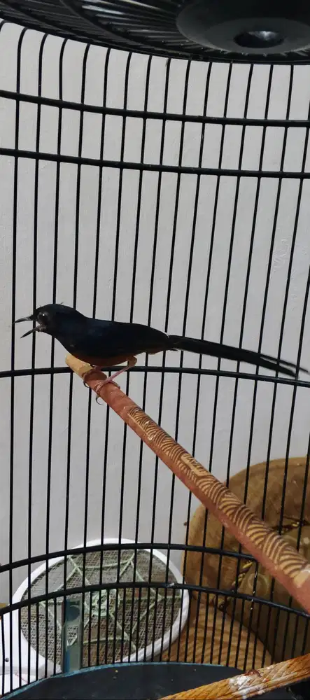 Burung Murai Batu MH