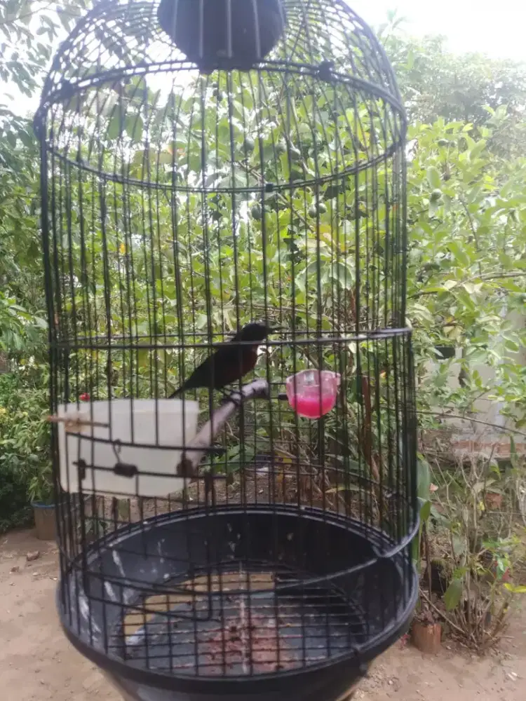 Djual burung kolibri jantan udah rawatan