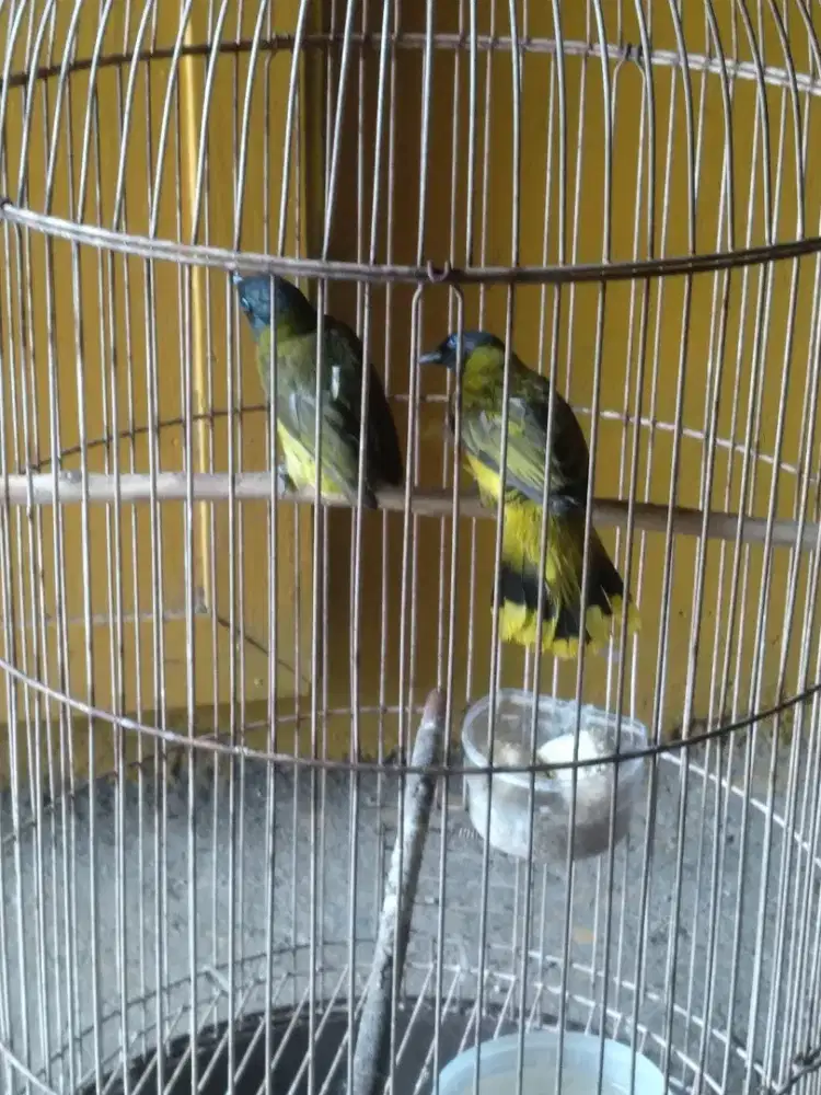 Burung kutilang Sutra Pasangan hutan