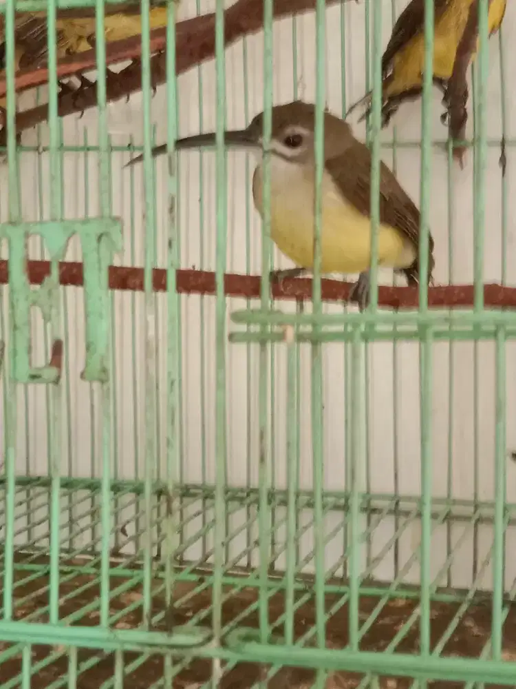 Djual Burung kolibri manteran