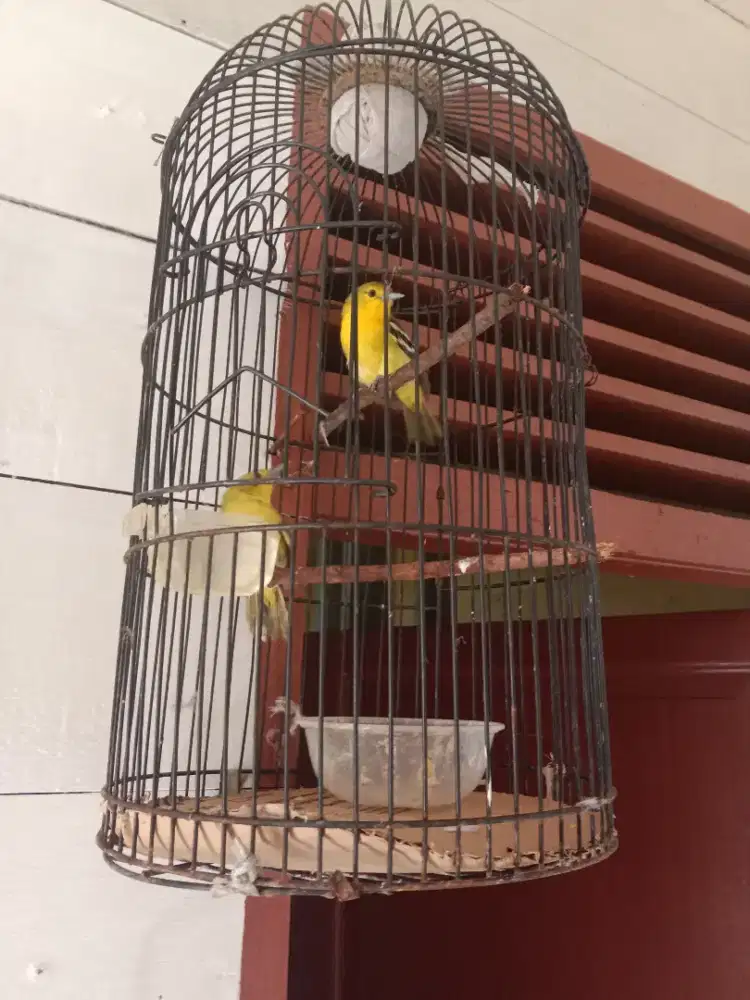 Burung Sirtu/Cipo pasangan rawatan yg jantan udah sering bunyi