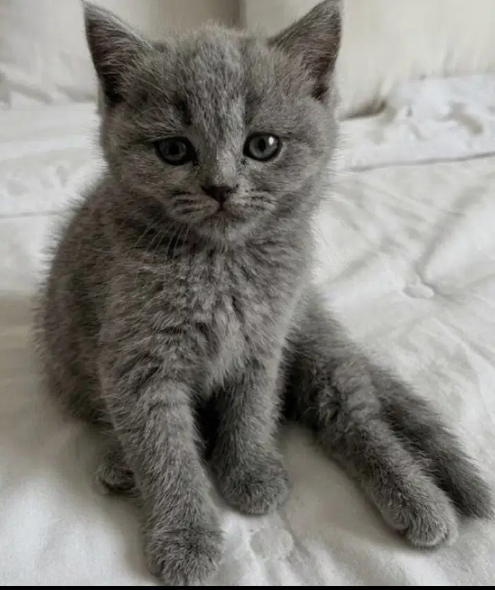 Kucing British shorthair bluesolid Female