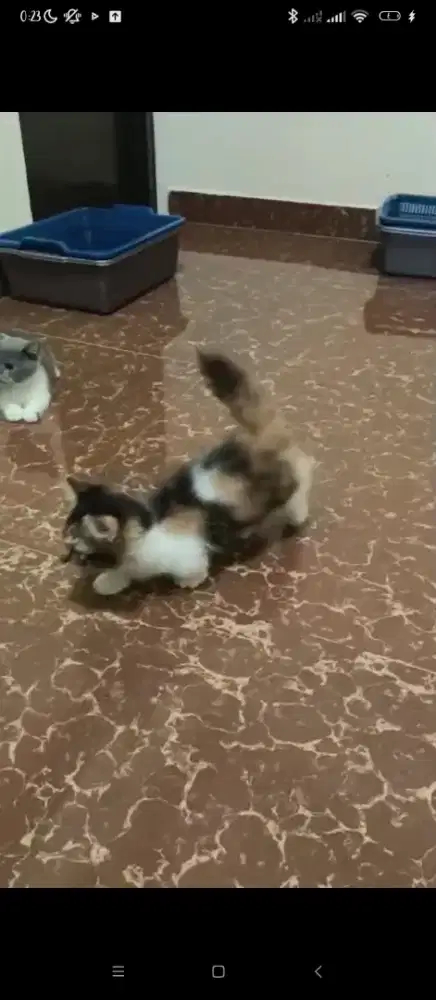 MUNCHKIN BETINA