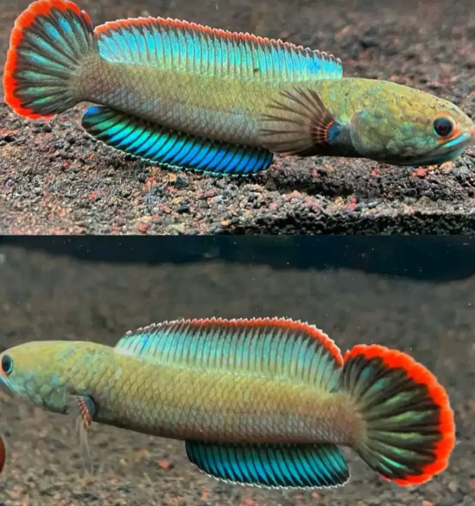 Channa bluebengal
