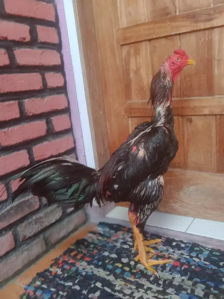 Pakhoy blackbul x phantat win 2 x mantap jos