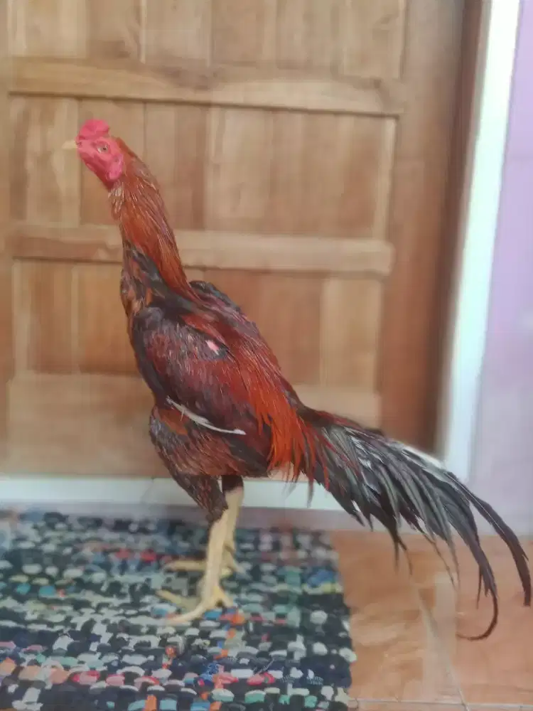 Ayam aseel x ekor lidi  muda jos 1 x win