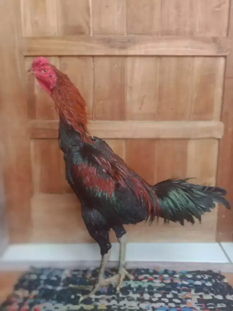 Ayam muda Vietnam khoy trad muda 6 bulan lebih