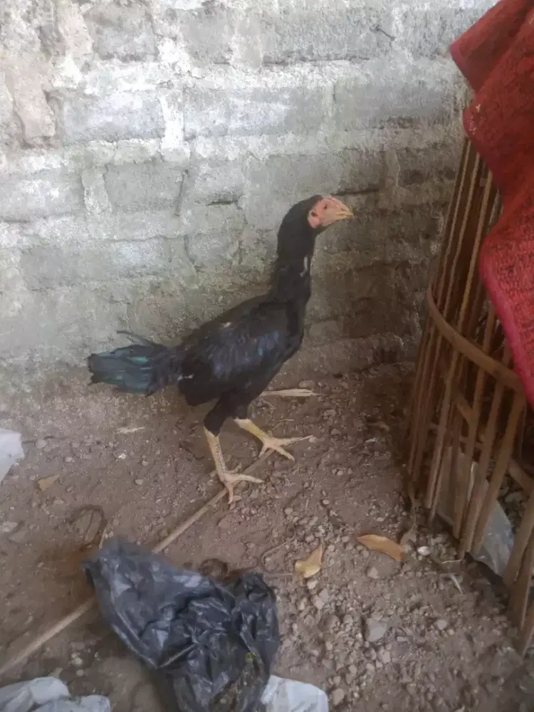 Anak ayam pakhoy ORI line blackbul mantap 3/4 bulan jos brakot