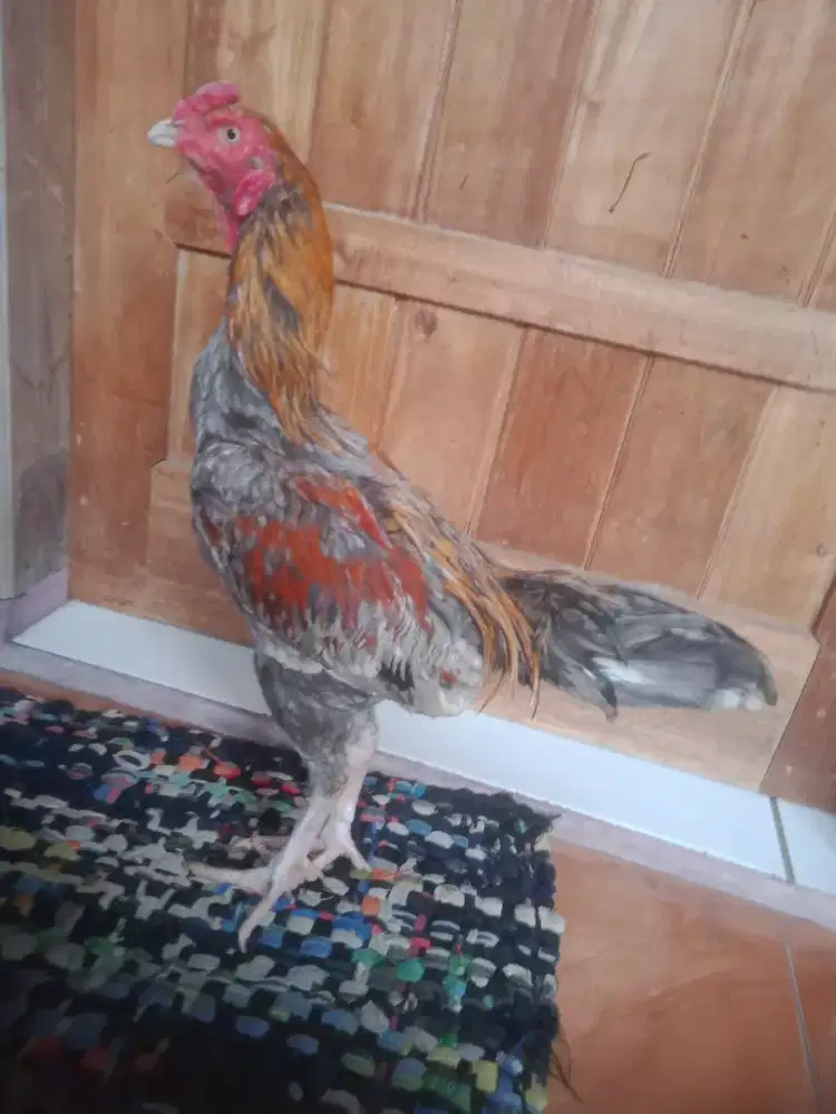 Anak ayam pakhoy 4/5 bulan brakot Vidio ada jos