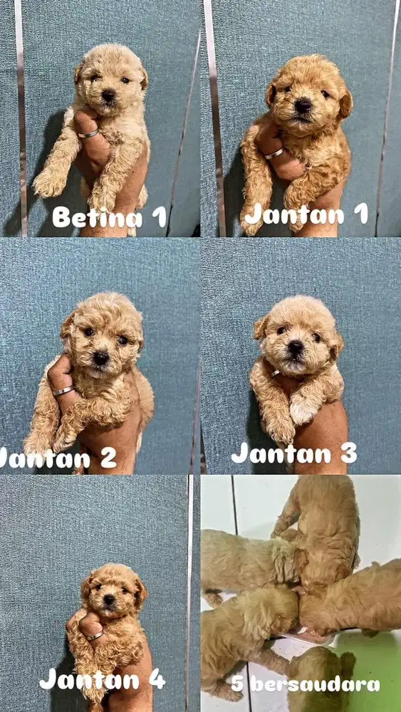 Poodle asli jantan betina