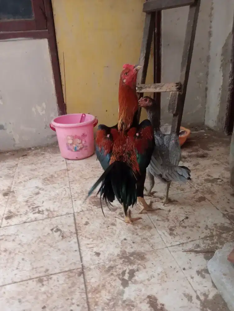 Ayam Bangkok BK asli
