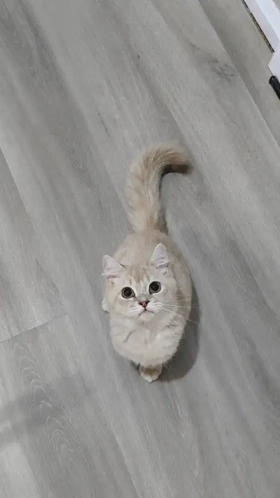 Ragdoll mix persia peaknose Jantan 4 bulan