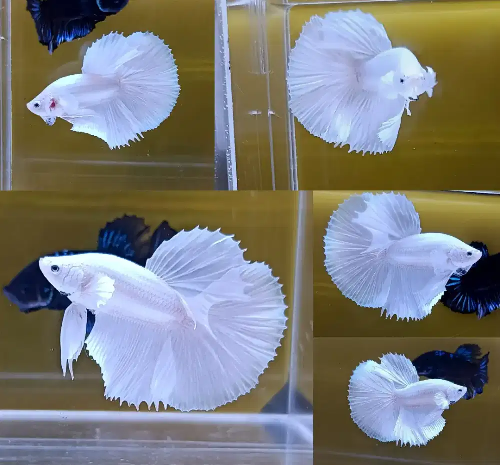 ikan cupang hm white
