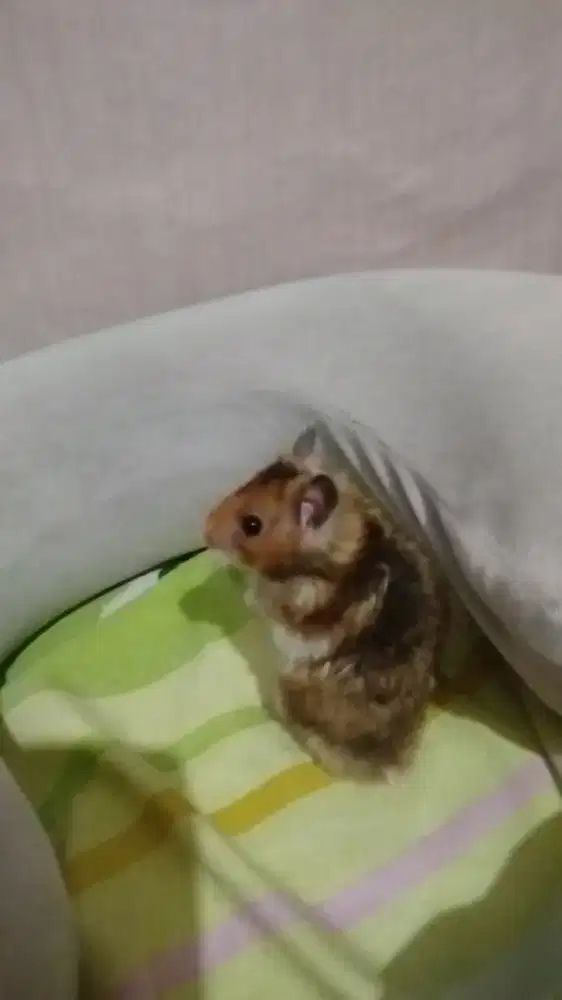 Hamster syrian long hair