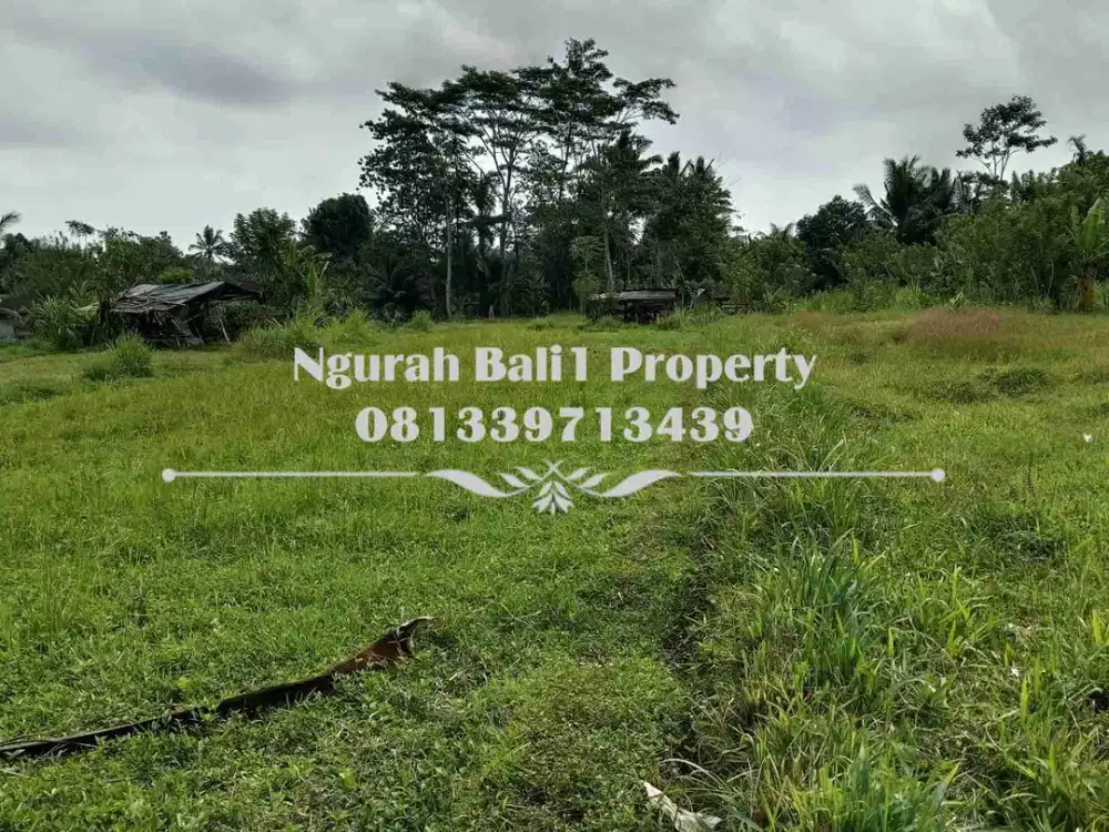 Land For Sale Luas 23,37 Are Kawasan Villa di Ubud Pejeng - Thumbnail 3