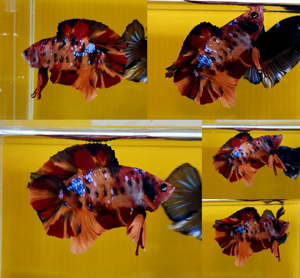 ikan cupang double tail nemo