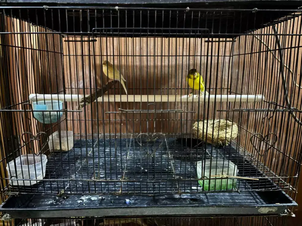 Kenari Sepasang Sudah Berjodoh plus Kandang