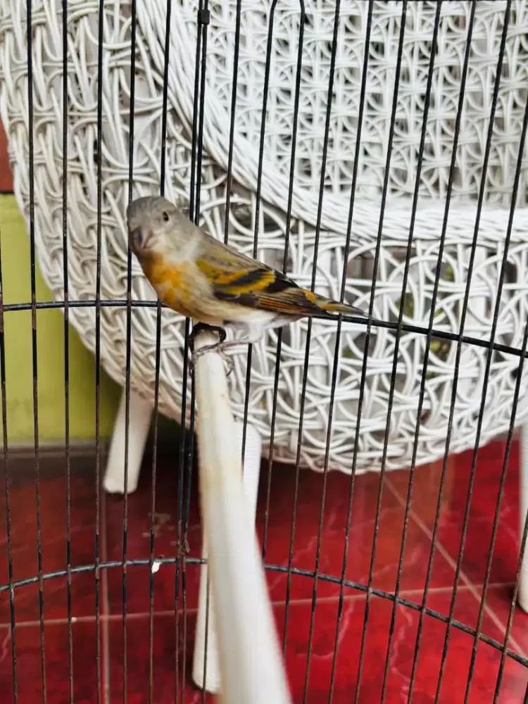 Mule Siskin Jantan Muda