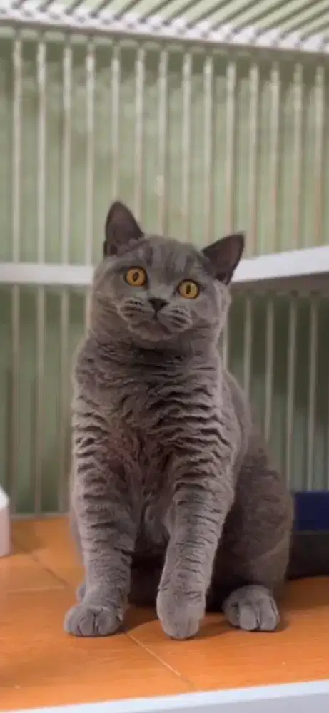 BSH betina 6 bulan bulat vaksin