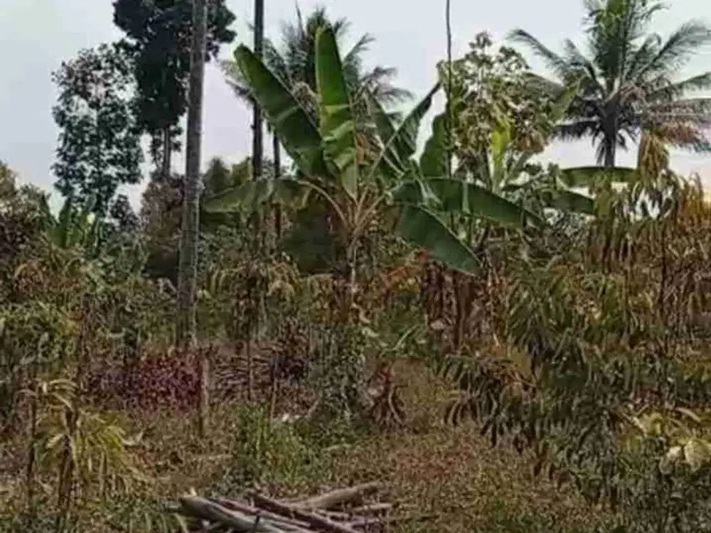 Kebun Durian Ngadirejo Jabung Malang