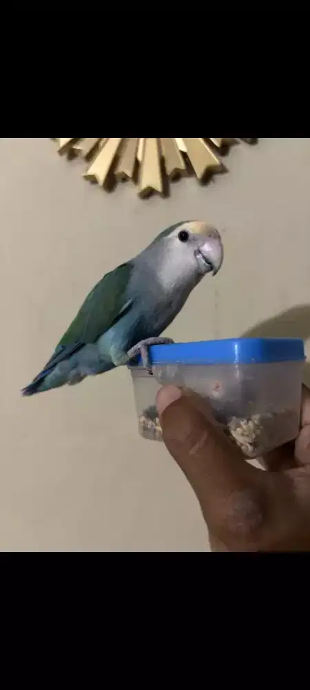 Love Bird NK Jinak ada Skill