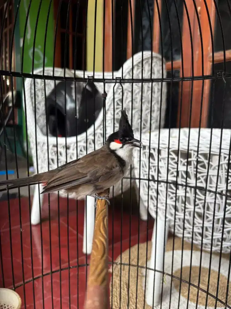 Kutilang Malaysia