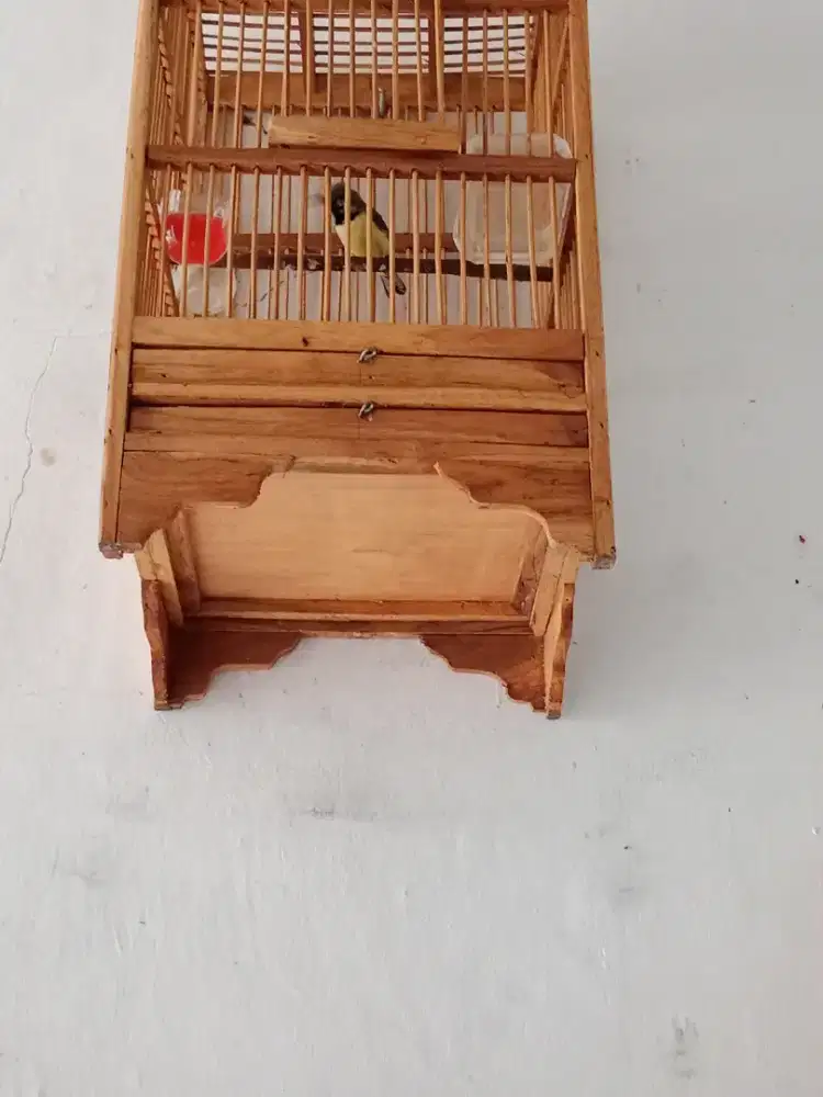 Fullset 2 burung