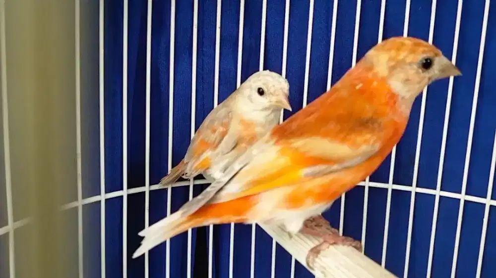Red siskin Doble dilute sepasang siapan