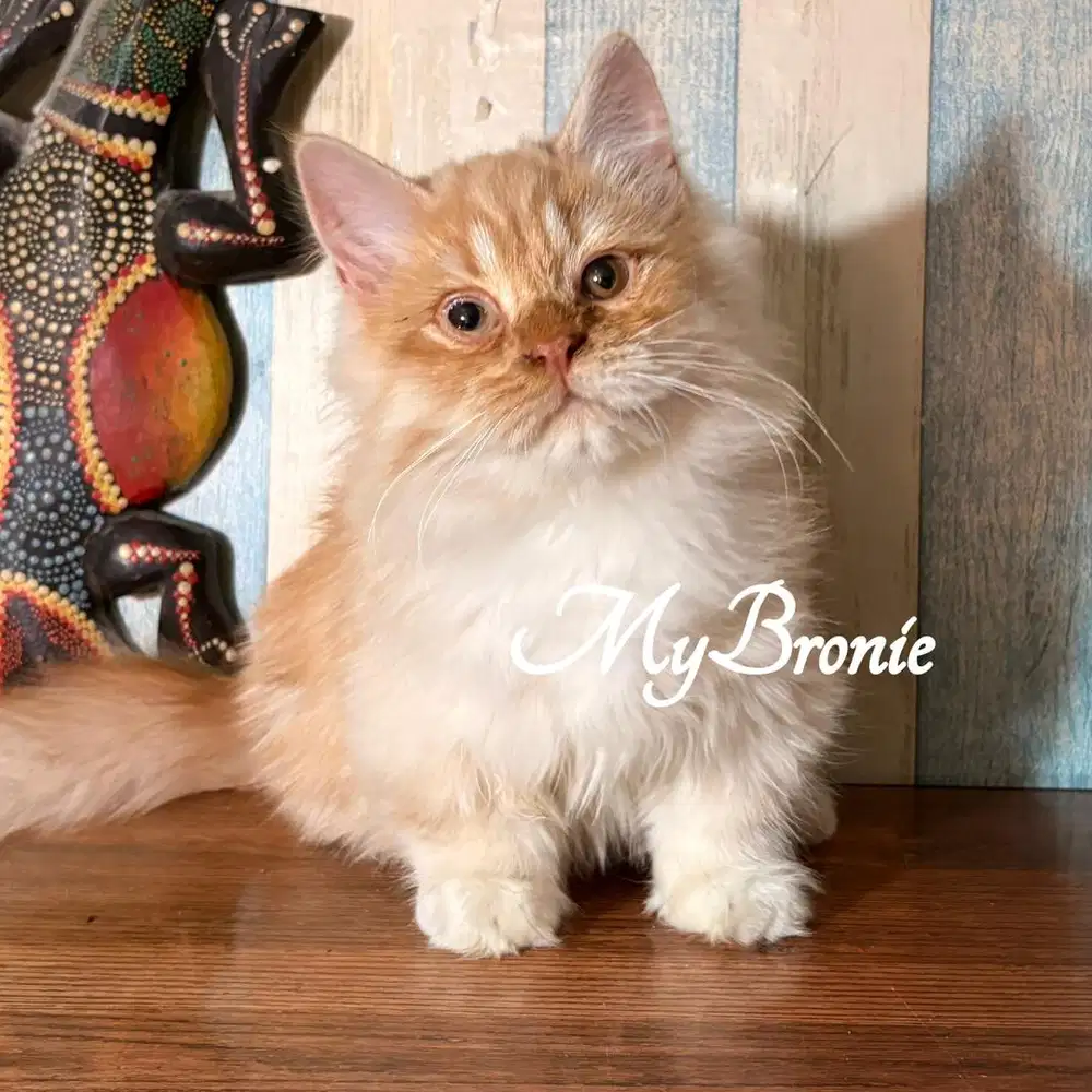 Kucing munchkin longhair jantan