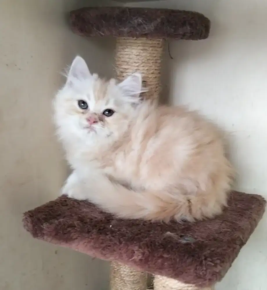 Kucing Persia betina
