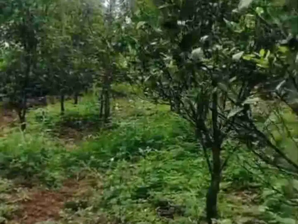 Kebun Jeruk Klampok Singosari Malang
