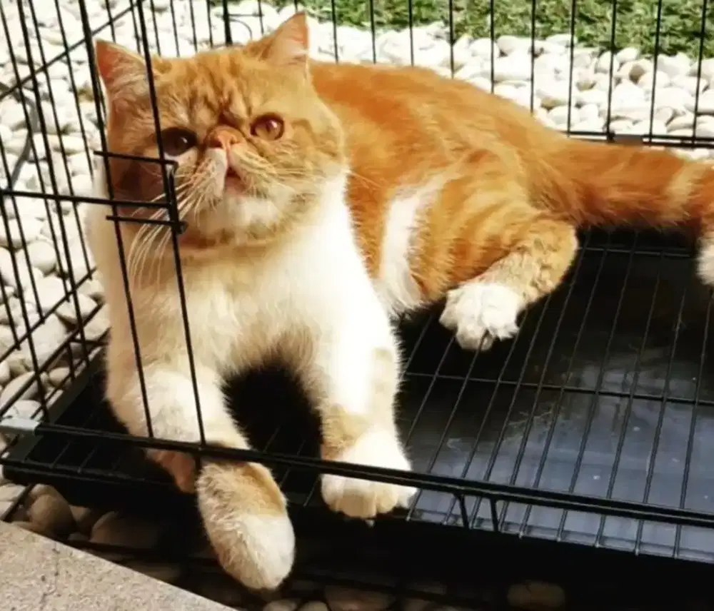 kucing persia exotic jantan