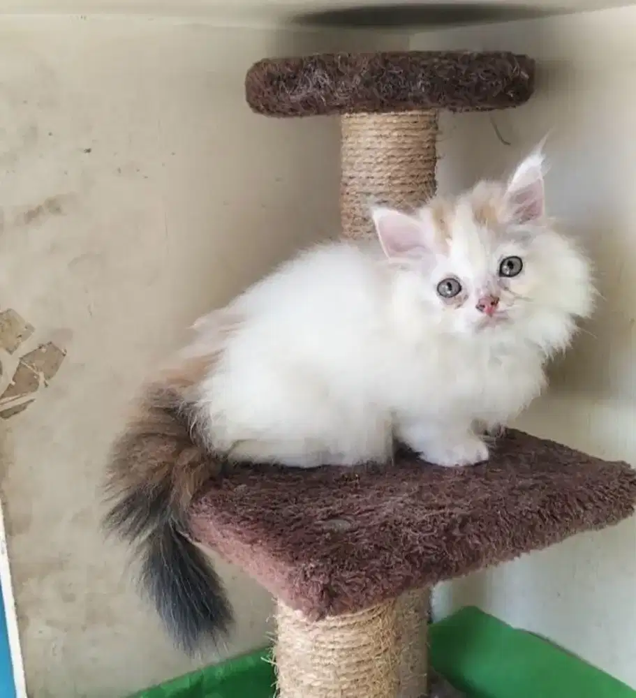 Kucing Persia munchkin betina
