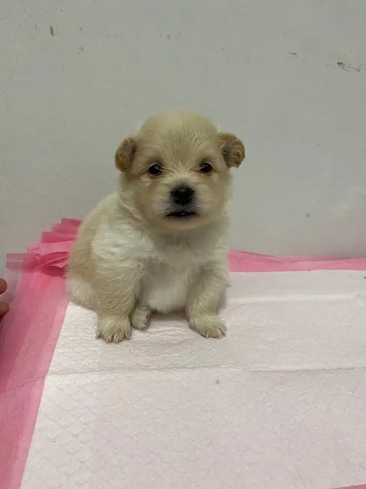 anjing anakan minipom jantan