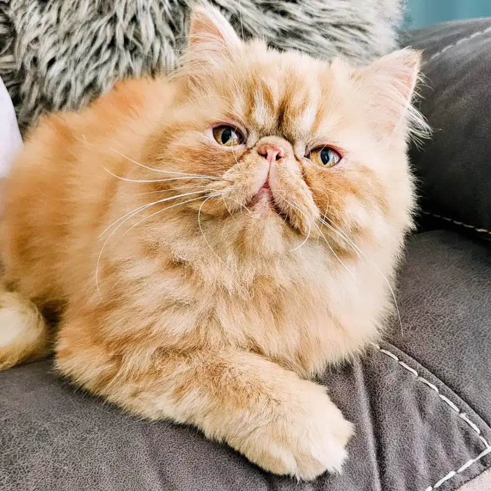 persia peaknose jantan gemoyyy