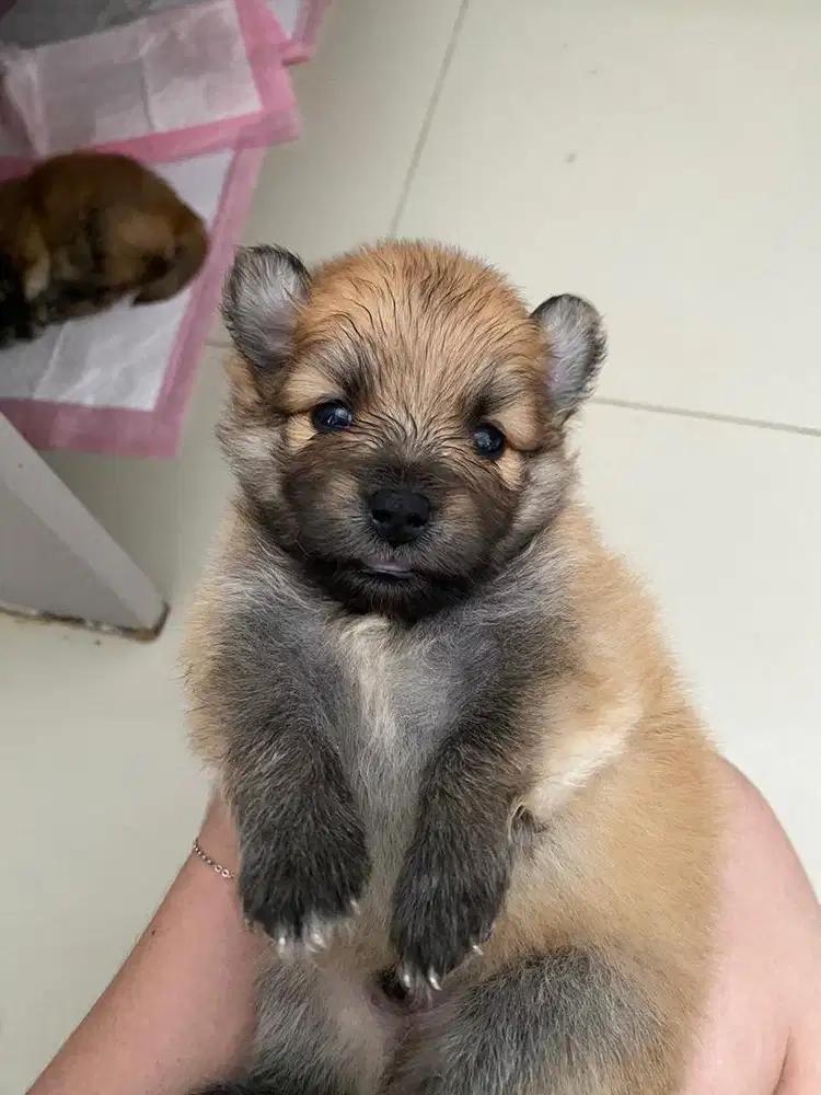 anjing anakan minipom jantan