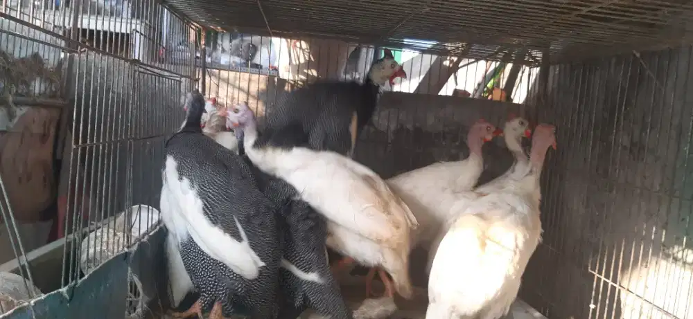 Dijual ayam hias mutiara