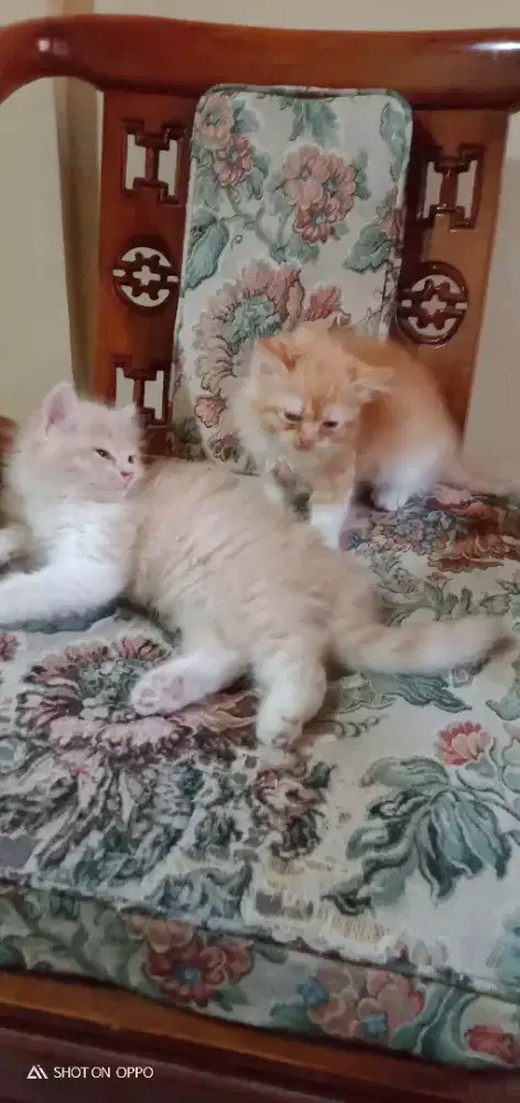 Kucing persia peknos