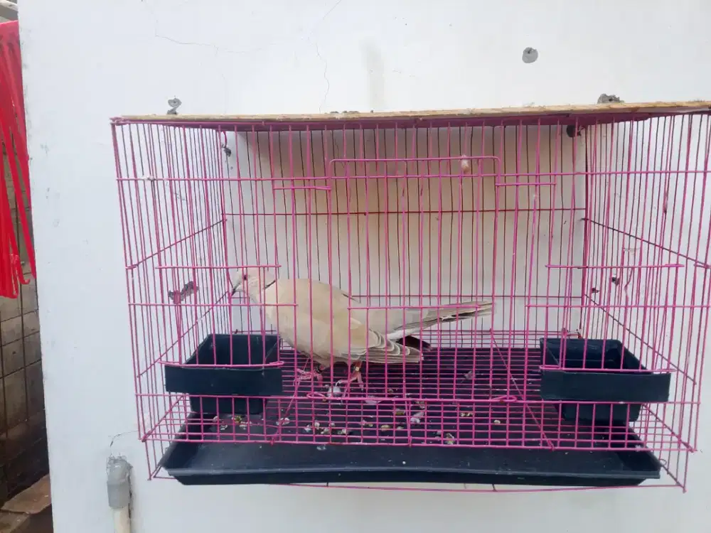 Burung puter pelung