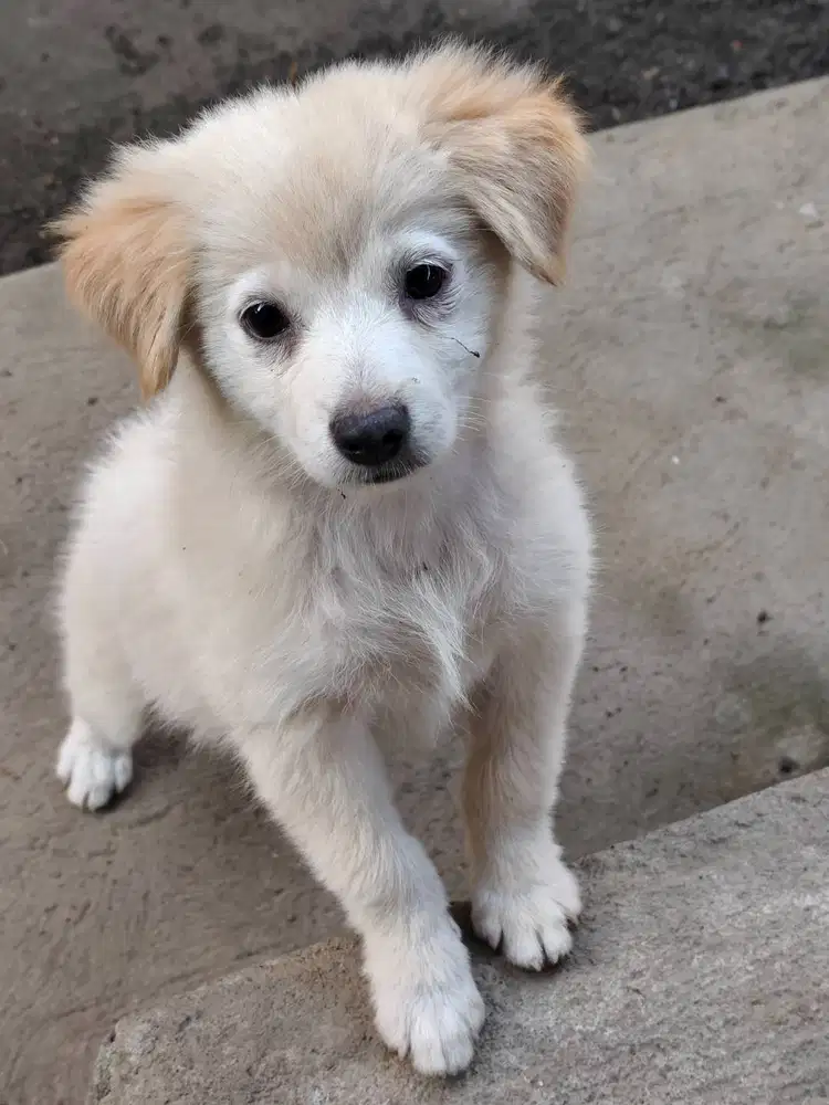 Adopsi anjing bali ras