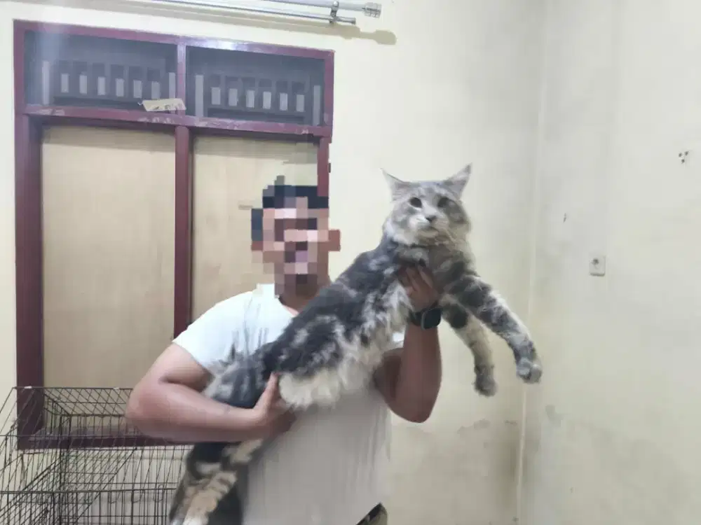 Lepas Adopsi Kucing Maincoone Pure