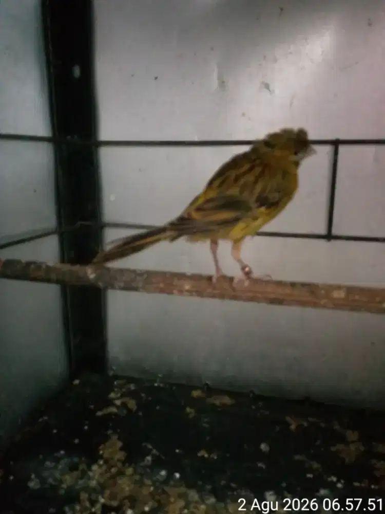 burung kenari f1 siapan ternak