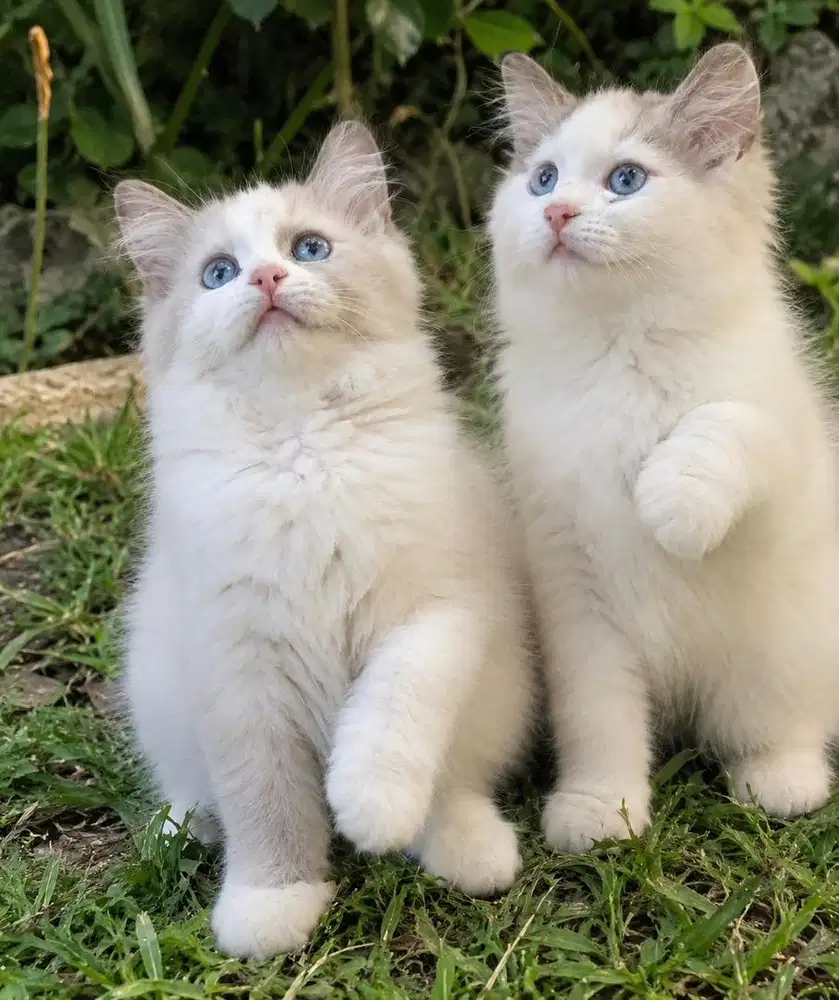 Kitten ragdoll male or female
