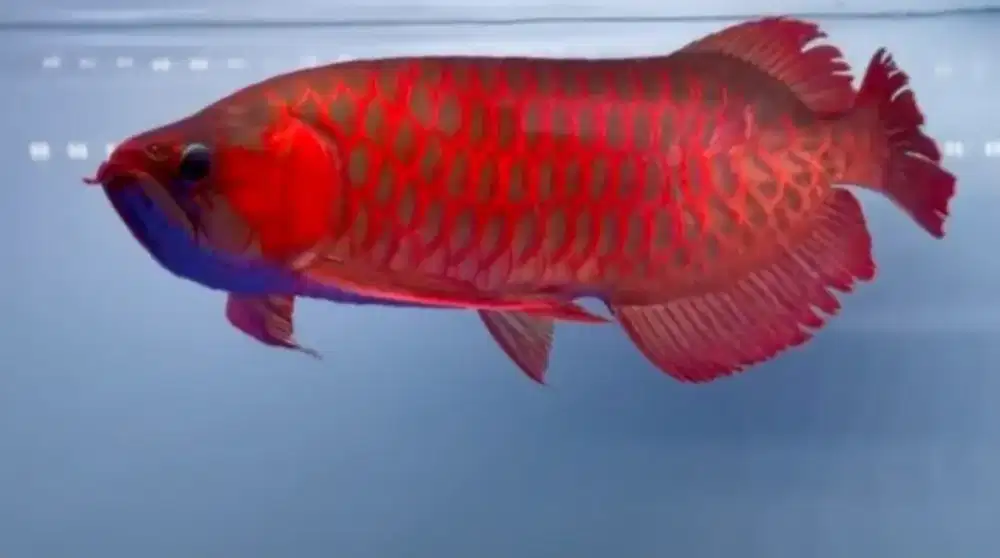 Arwana super red