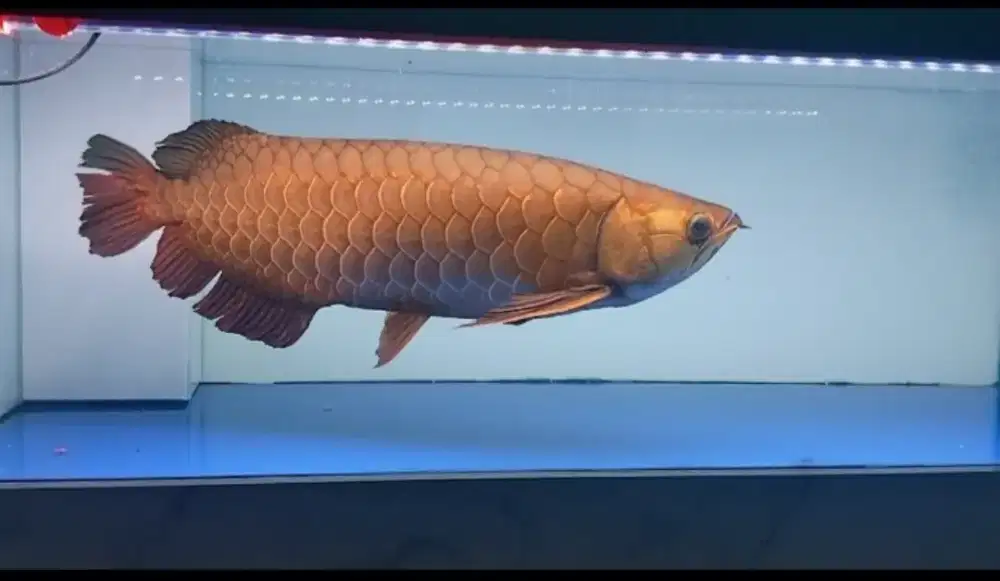 Arwana golden red