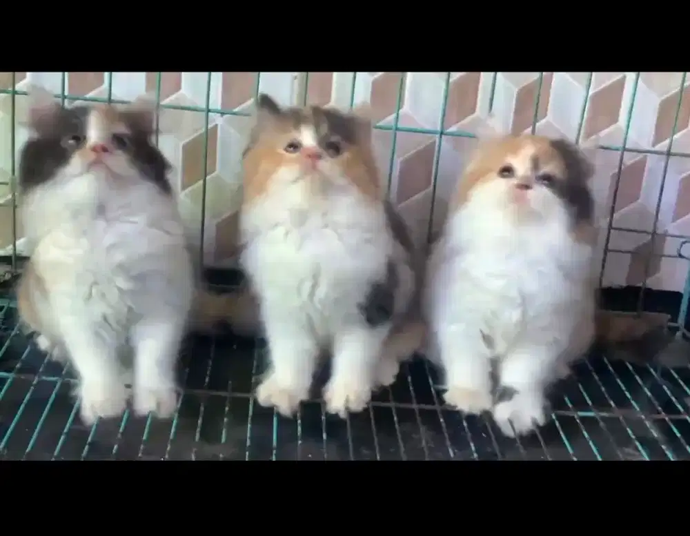 Kucing persia betina/kucing persia flatnose/kitten persia  betina